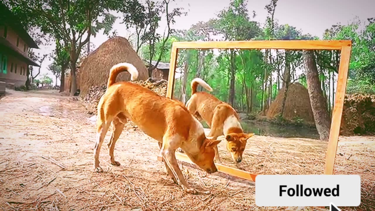 Crazy dog vs mirror reaction | Angry dog fighting on mirror | Funny moment