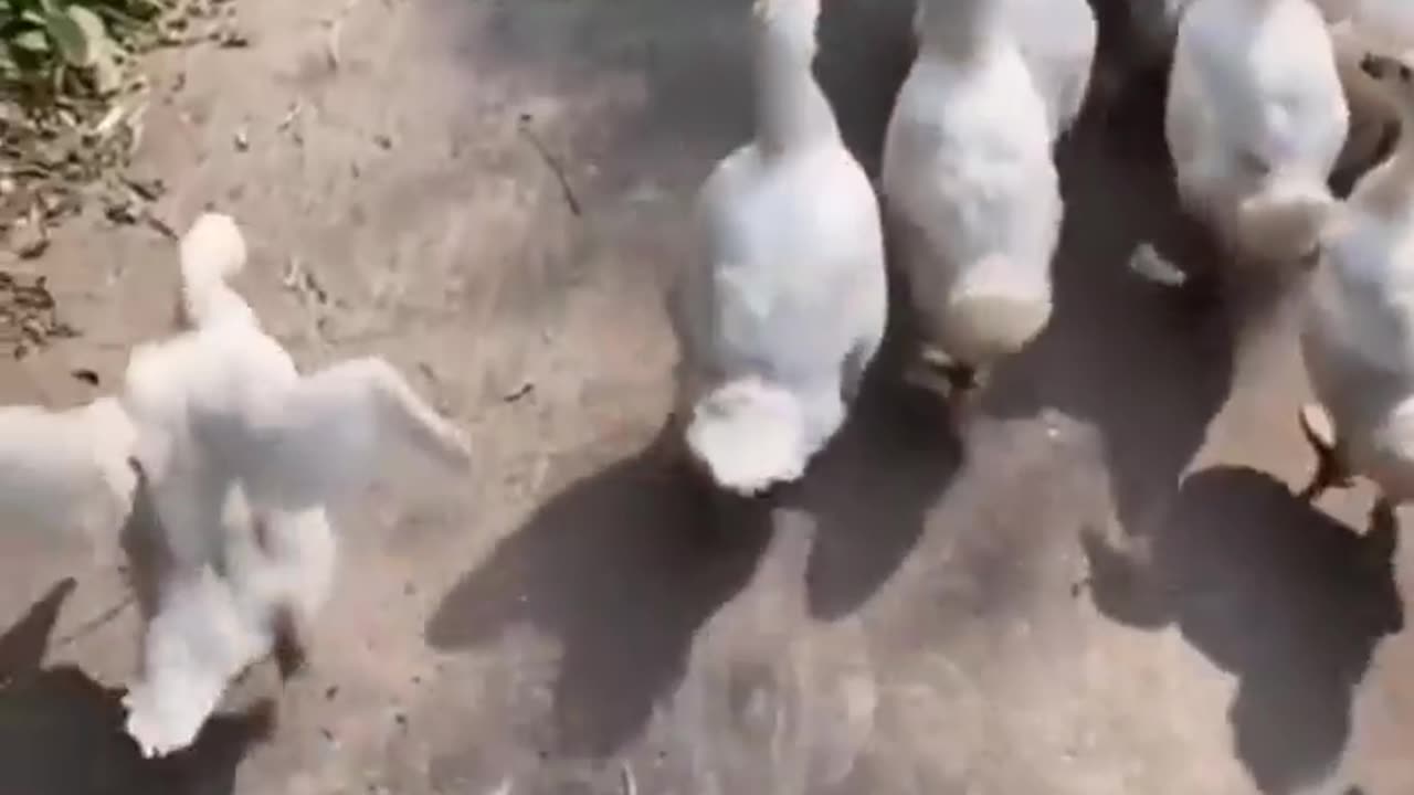 Ducks catwalk