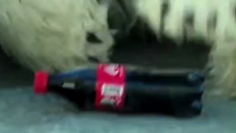 All the animals in this zoo are fake, except the bears