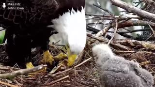 Bald Eagle Play by Play with Raptor Resource Project