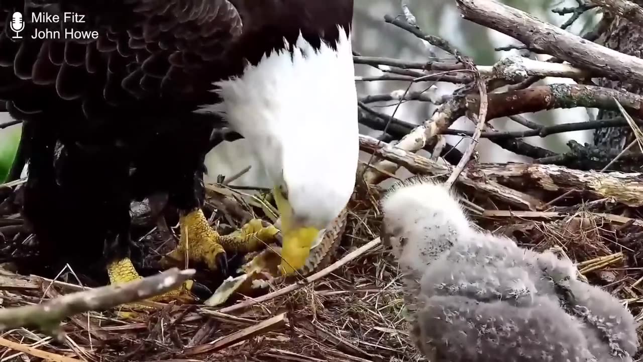 Bald Eagle Play by Play with Raptor Resource Project