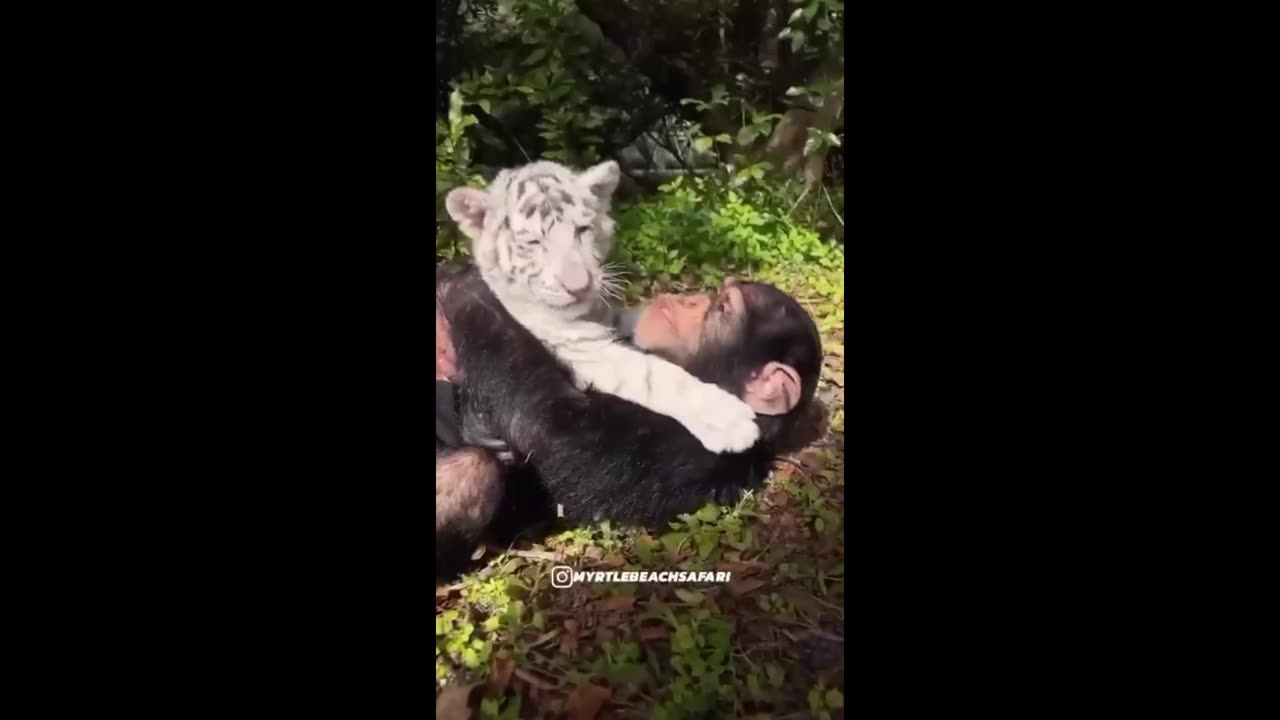This might be the cutest thing i have ever seen! ♥️