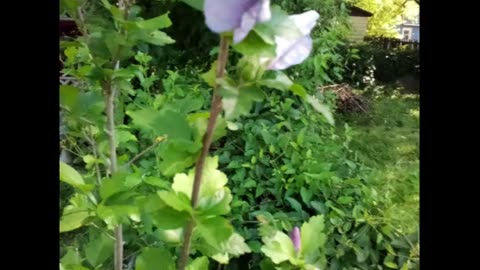 Rose of Sharon