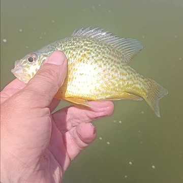 Pumpkinseed sunfish.