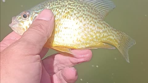 Pumpkinseed sunfish.