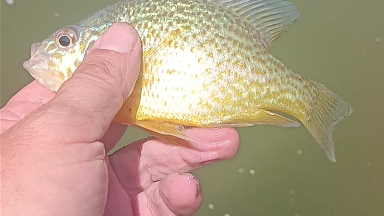 Pumpkinseed sunfish.