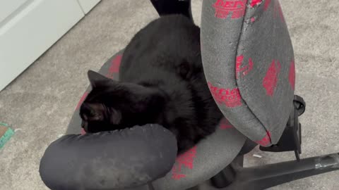 Cute Precious Piper is Professional in the Office - My Adopted Shelter Cat Vlog