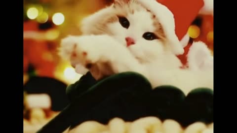 fluffy happiness