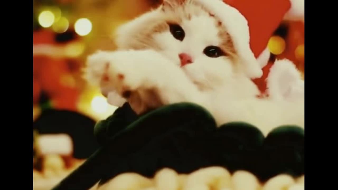 fluffy happiness