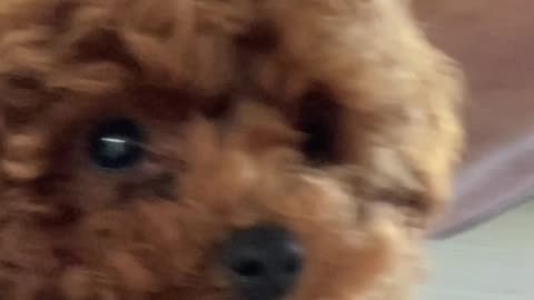 Dog Reacts To Life