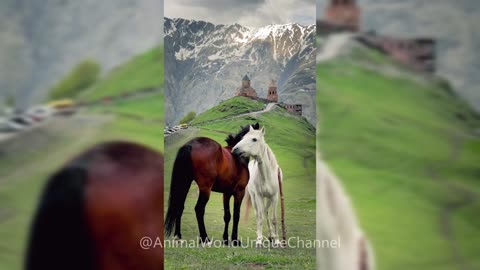 Horses in Love | Two Horse in Mountains