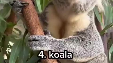 Unexpected Animal Sounds