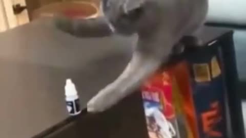 Oh my Cat