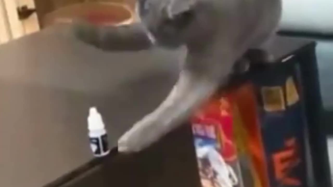 Oh my Cat