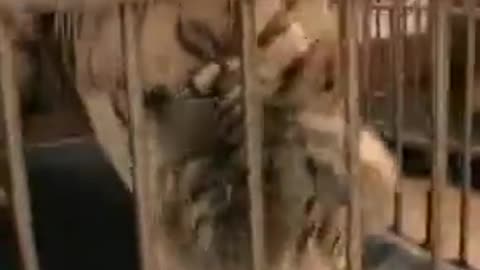 FEED LIONS AND TIGERS WITH SOUND!!!!!