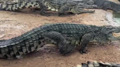 Crocodiles are afraid of shovels.