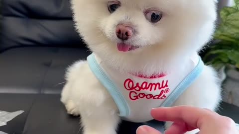Funny Puppy Moments – Adorable and Hilarious!