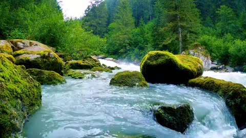 EchoOfNature 1 | Relaxing Forest River Sounds 🍃| Crystal-Clear Flow 🌲