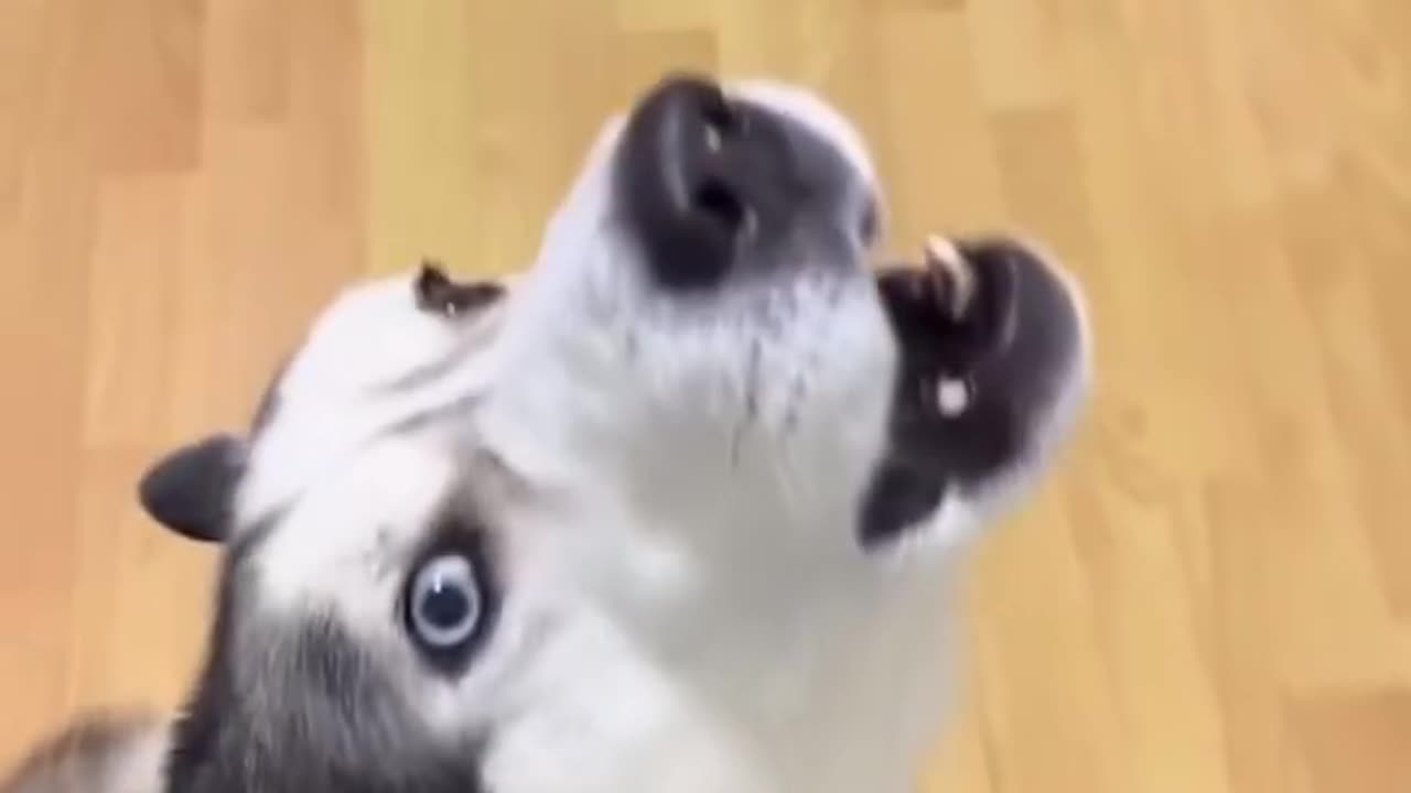 Huskies funny moments