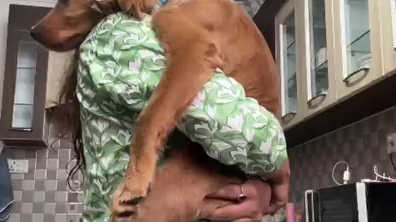 Lullaby for a Golden Retriever Puppy