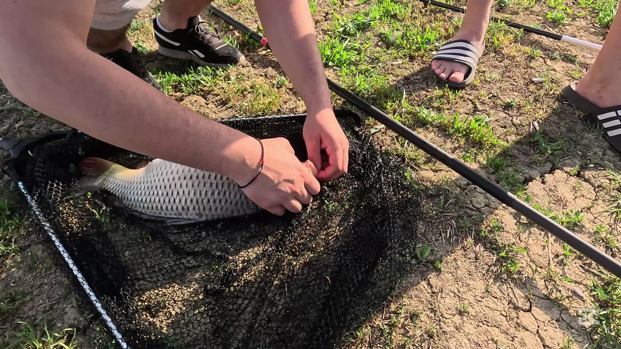 💥 Carp Strike! Traditional Float Fishing in Action 🎣