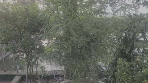 Please admire the bamboo tree next to my pond_05_ Date 09.08