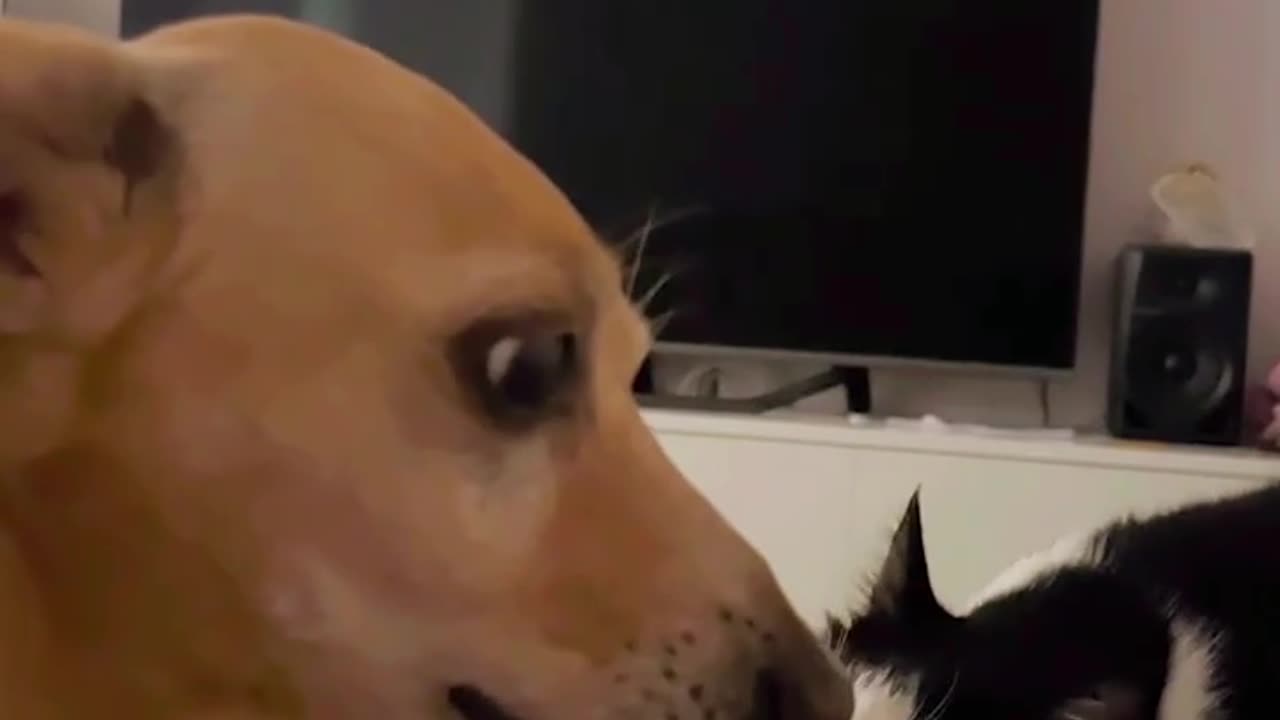 Cat and dog funny moments 🤣