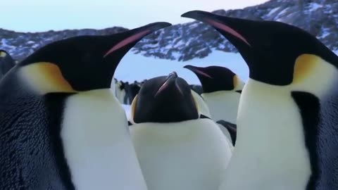Emperor Penguins Fight Over Mate