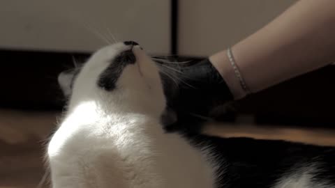 Cute Animal Ep68