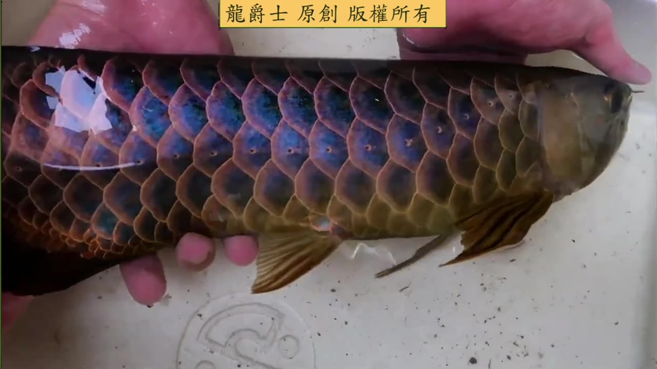 【龍爵士】千問千答 Q245 戶外陶缸生青苔用哪款過濾馬達合適