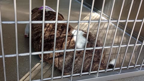 Sid-brindle-nap 7y A697947 Coffee Bean@gate 2y A869898 harrys haven kennel 208 PACC shelter202593169