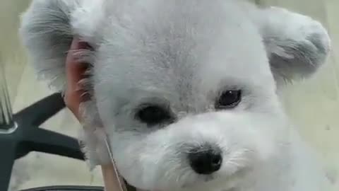 Fun Animals