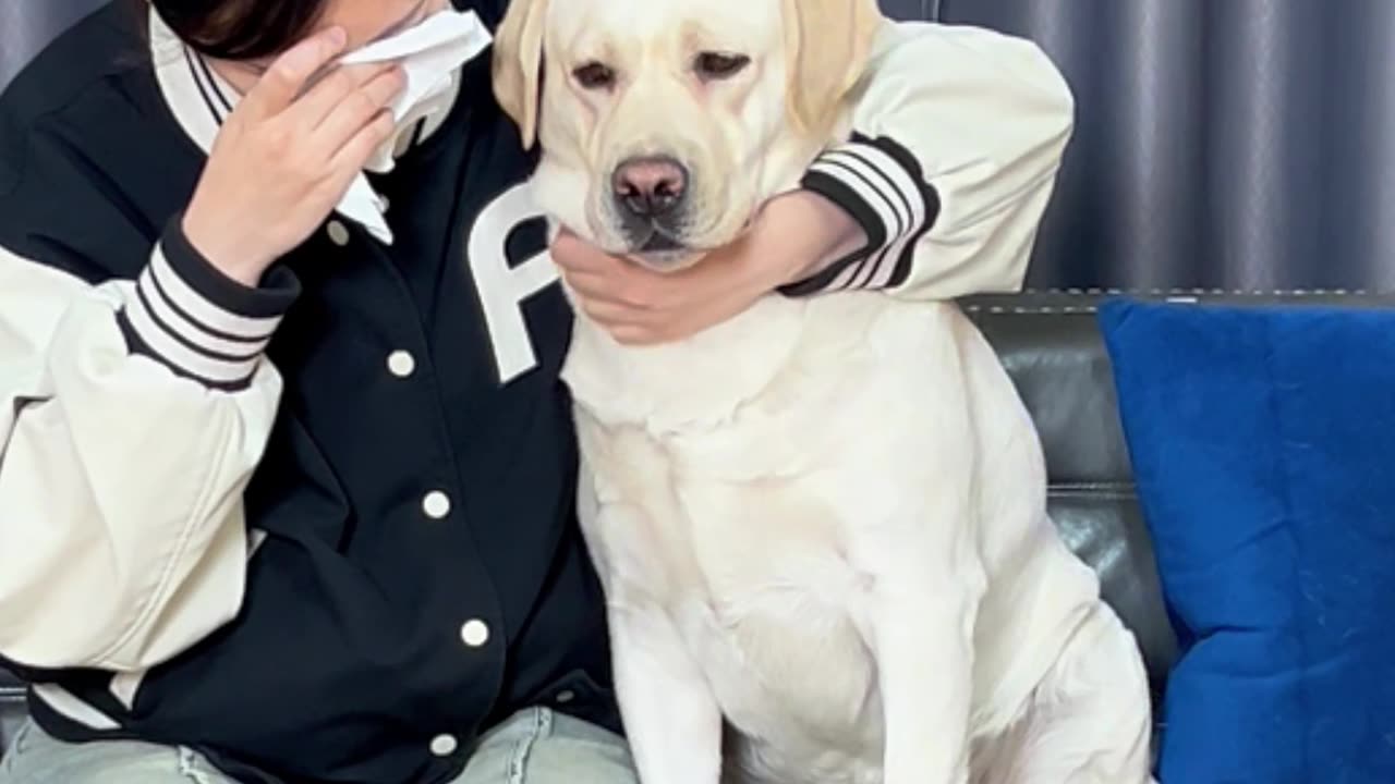 狗子：悬着的心终于是放下了Dog: The hanging heart is finally let go