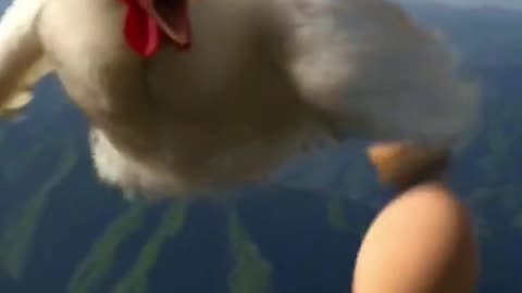 Flying chicken makes fresh eggs
