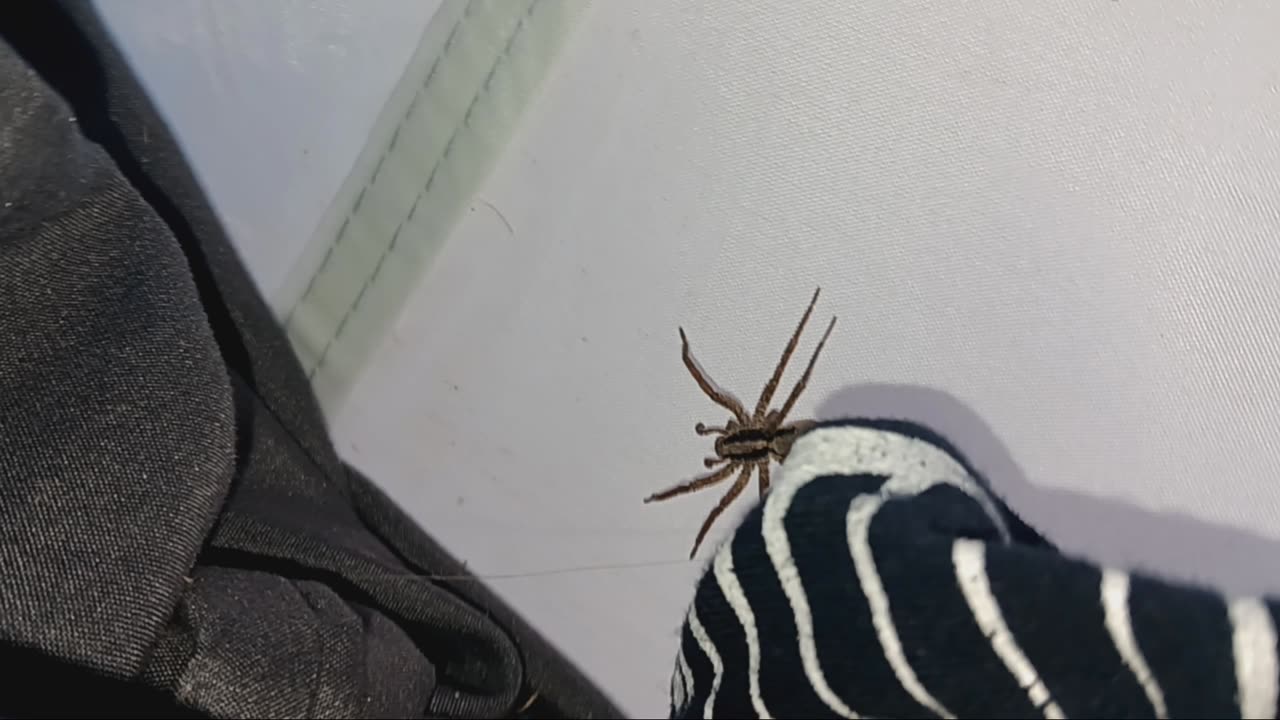 How to tell if you have a poisonous brown recluse or a wolf spider