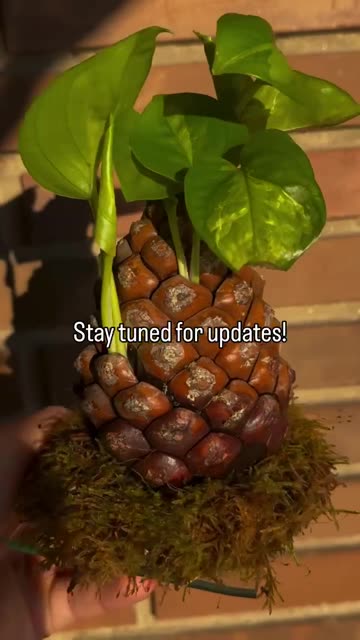 Fun way to propagate your plants