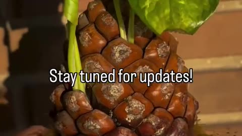 Fun way to propagate your plants