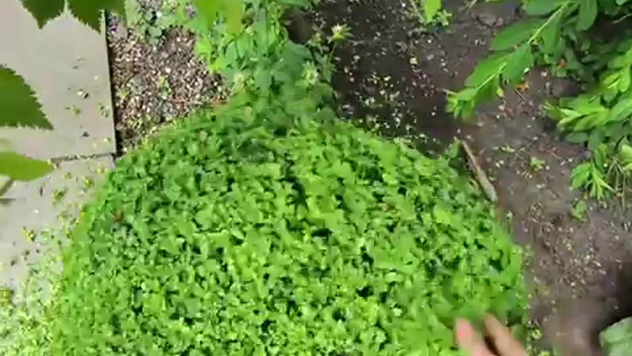 The energy contained in this bush is released in a back-and-forth motion.