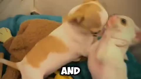 Chihuahua Worst Dogs?