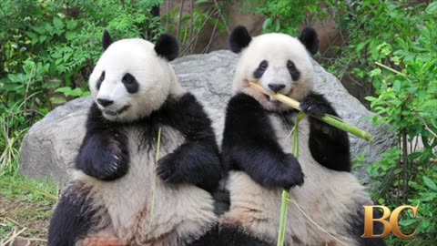 Thousands flock to see the last 2 pandas in Japan before their return to China