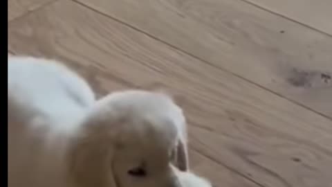 Animais engraçados