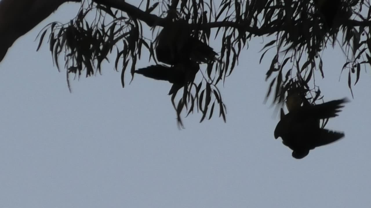 Fighting Lorikeets 9