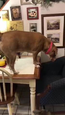 Aggie the broke back dog