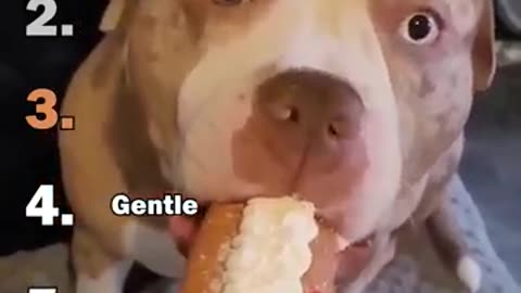 Dogs "attempting" to take small bites
