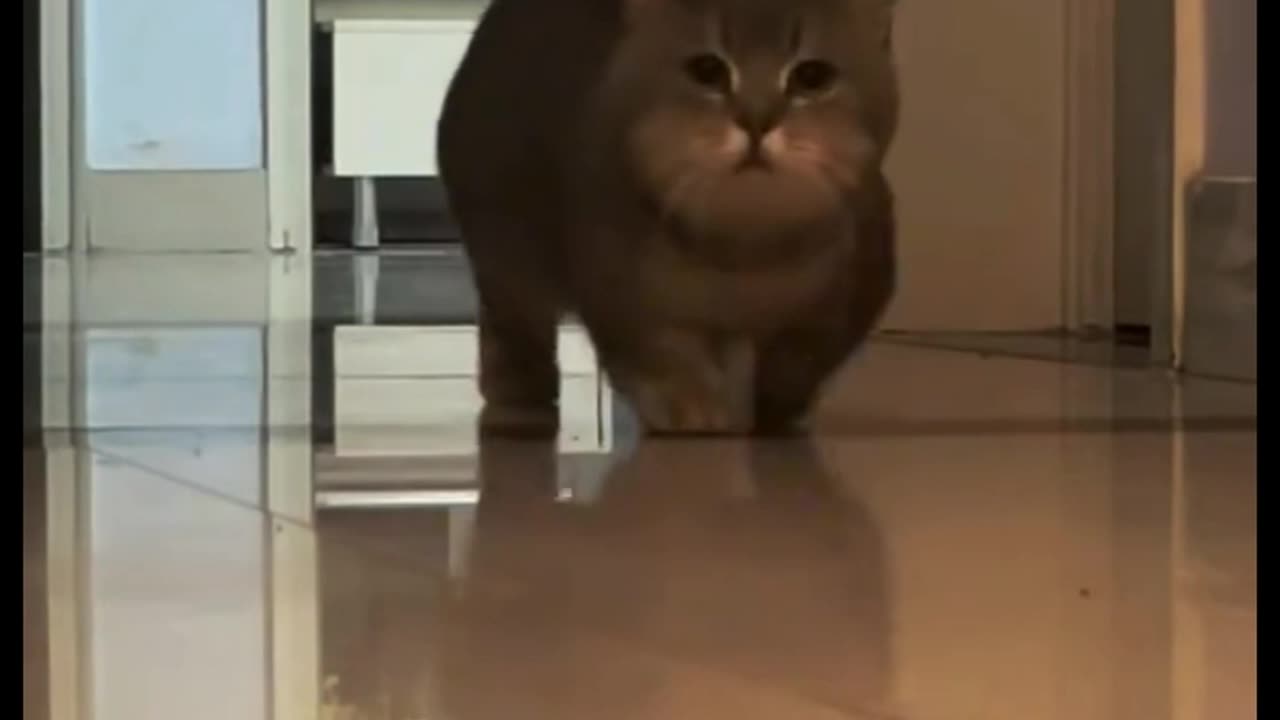 Cat funny walk | Funny cat video |