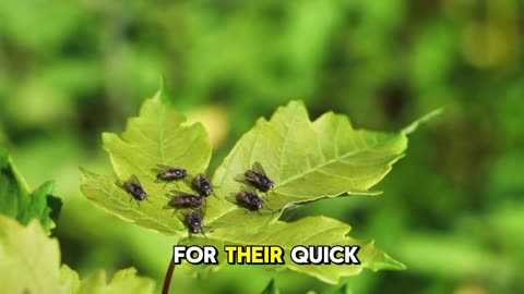 Flies: Nature’s Tiny Survivors