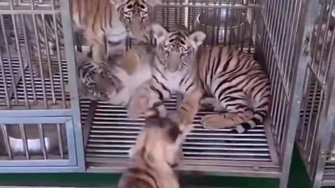 Bear vs Tiger 😂