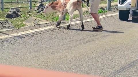😂🔥 Stubborn Cow Causes Hilarious Chaos! | FunFM
