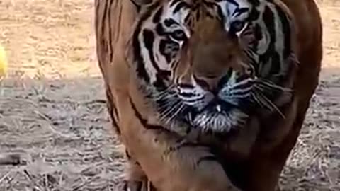 دنیای animals that