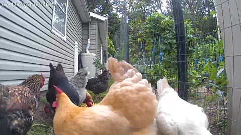 Fluffy Butts!